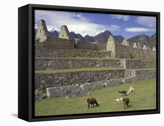 Llama and Ruins, Machu Picchu, Peru-Claudia Adams-Framed Stretched Canvas