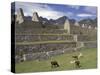 Llama and Ruins, Machu Picchu, Peru-Claudia Adams-Stretched Canvas
