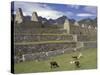 Llama and Ruins, Machu Picchu, Peru-Claudia Adams-Stretched Canvas