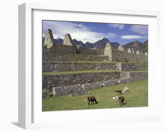 Llama and Ruins, Machu Picchu, Peru-Claudia Adams-Framed Photographic Print