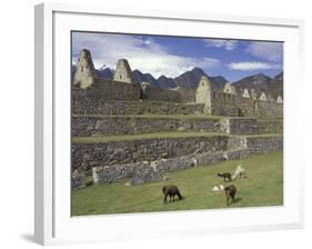 Llama and Ruins, Machu Picchu, Peru-Claudia Adams-Framed Photographic Print