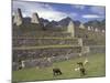 Llama and Ruins, Machu Picchu, Peru-Claudia Adams-Mounted Photographic Print