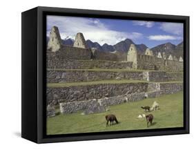 Llama and Ruins, Machu Picchu, Peru-Claudia Adams-Framed Stretched Canvas