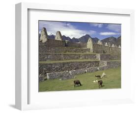 Llama and Ruins, Machu Picchu, Peru-Claudia Adams-Framed Photographic Print