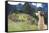 Llama at Historic Lost City of Machu Picchu - Peru-Yaro-Framed Stretched Canvas