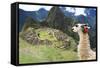 Llama at Historic Lost City of Machu Picchu - Peru-Yaro-Framed Stretched Canvas