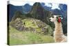 Llama at Historic Lost City of Machu Picchu - Peru-Yaro-Stretched Canvas