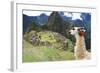 Llama at Historic Lost City of Machu Picchu - Peru-Yaro-Framed Photographic Print