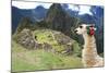 Llama at Historic Lost City of Machu Picchu - Peru-Yaro-Mounted Photographic Print