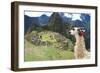 Llama at Historic Lost City of Machu Picchu - Peru-Yaro-Framed Photographic Print