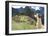 Llama at Historic Lost City of Machu Picchu - Peru-Yaro-Framed Photographic Print