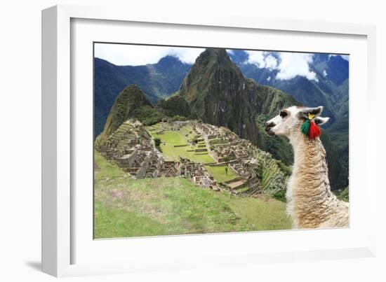 Llama at Historic Lost City of Machu Picchu - Peru-Yaro-Framed Photographic Print