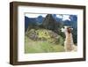 Llama at Historic Lost City of Machu Picchu - Peru-Yaro-Framed Photographic Print