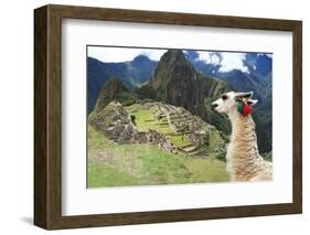 Llama at Historic Lost City of Machu Picchu - Peru-Yaro-Framed Photographic Print