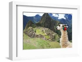 Llama at Historic Lost City of Machu Picchu - Peru-Yaro-Framed Photographic Print