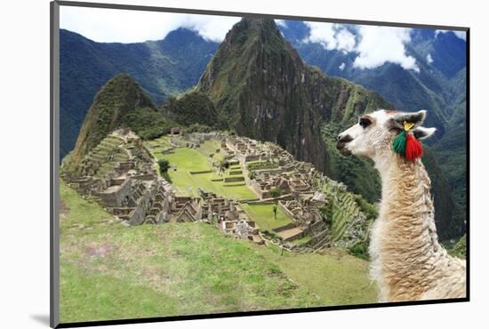 Llama at Historic Lost City of Machu Picchu - Peru-Yaro-Mounted Photographic Print