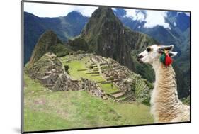 Llama at Historic Lost City of Machu Picchu - Peru-Yaro-Mounted Photographic Print