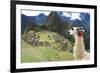 Llama at Historic Lost City of Machu Picchu - Peru-Yaro-Framed Photographic Print