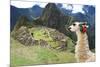 Llama at Historic Lost City of Machu Picchu - Peru-Yaro-Mounted Photographic Print