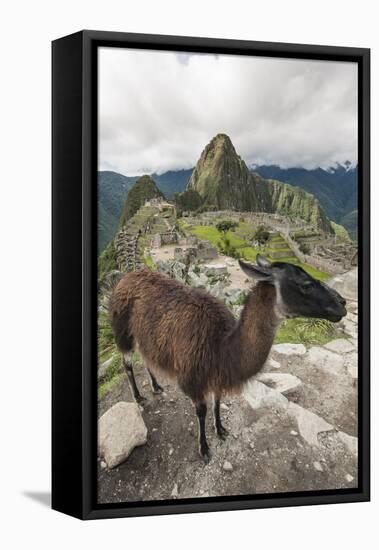 Llama at Machu Picchu, Aguas Calientes, Peru.-Michael DeFreitas-Framed Stretched Canvas