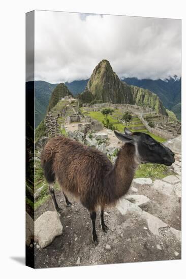 Llama at Machu Picchu, Aguas Calientes, Peru.-Michael DeFreitas-Stretched Canvas