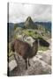 Llama at Machu Picchu, Aguas Calientes, Peru.-Michael DeFreitas-Stretched Canvas