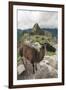 Llama at Machu Picchu, Aguas Calientes, Peru.-Michael DeFreitas-Framed Premium Photographic Print