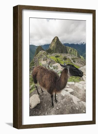 Llama at Machu Picchu, Aguas Calientes, Peru.-Michael DeFreitas-Framed Photographic Print