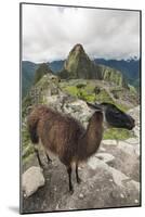 Llama at Machu Picchu, Aguas Calientes, Peru.-Michael DeFreitas-Mounted Photographic Print