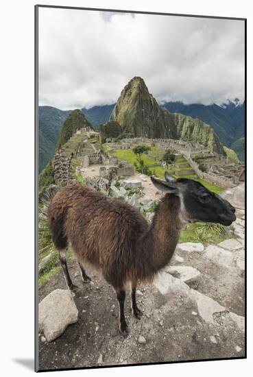 Llama at Machu Picchu, Aguas Calientes, Peru.-Michael DeFreitas-Mounted Photographic Print