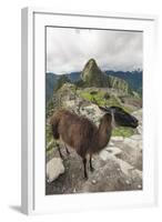 Llama at Machu Picchu, Aguas Calientes, Peru.-Michael DeFreitas-Framed Photographic Print