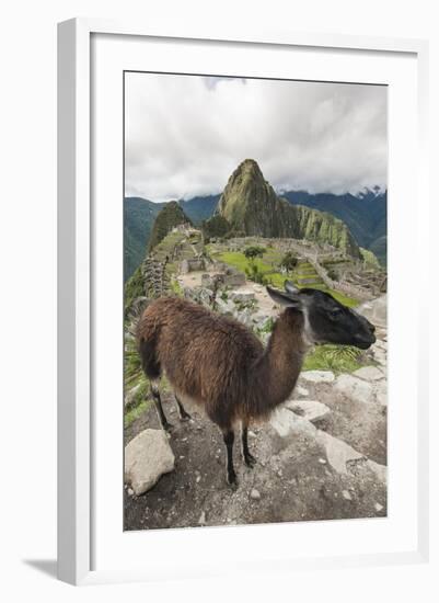 Llama at Machu Picchu, Aguas Calientes, Peru.-Michael DeFreitas-Framed Photographic Print