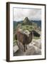 Llama at Machu Picchu, Aguas Calientes, Peru.-Michael DeFreitas-Framed Photographic Print