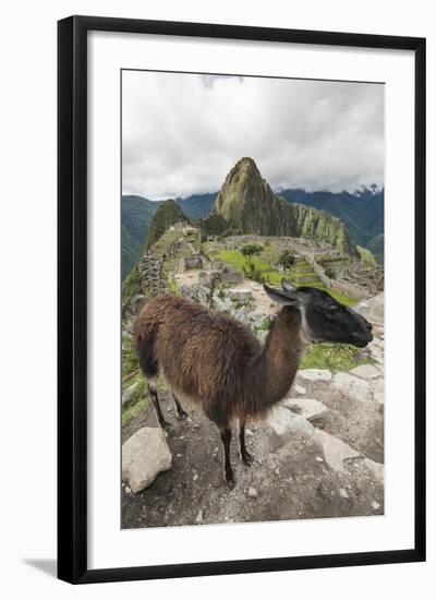 Llama at Machu Picchu, Aguas Calientes, Peru.-Michael DeFreitas-Framed Photographic Print