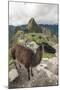 Llama at Machu Picchu, Aguas Calientes, Peru.-Michael DeFreitas-Mounted Photographic Print