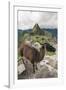 Llama at Machu Picchu, Aguas Calientes, Peru.-Michael DeFreitas-Framed Photographic Print