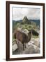 Llama at Machu Picchu, Aguas Calientes, Peru.-Michael DeFreitas-Framed Photographic Print