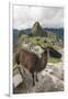 Llama at Machu Picchu, Aguas Calientes, Peru.-Michael DeFreitas-Framed Premium Photographic Print