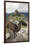 Llama at Machu Picchu, Aguas Calientes, Peru.-Michael DeFreitas-Framed Premium Photographic Print