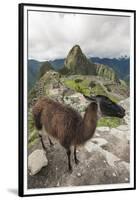 Llama at Machu Picchu, Aguas Calientes, Peru.-Michael DeFreitas-Framed Premium Photographic Print