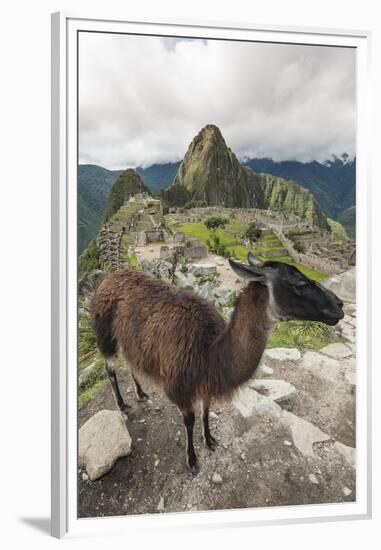 Llama at Machu Picchu, Aguas Calientes, Peru.-Michael DeFreitas-Framed Premium Photographic Print