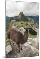 Llama at Machu Picchu, Aguas Calientes, Peru.-Michael DeFreitas-Mounted Premium Photographic Print