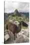 Llama at Machu Picchu, Aguas Calientes, Peru.-Michael DeFreitas-Stretched Canvas