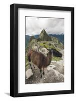 Llama at Machu Picchu, Aguas Calientes, Peru.-Michael DeFreitas-Framed Photographic Print