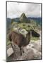 Llama at Machu Picchu, Aguas Calientes, Peru.-Michael DeFreitas-Mounted Photographic Print