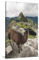 Llama at Machu Picchu, Aguas Calientes, Peru.-Michael DeFreitas-Stretched Canvas