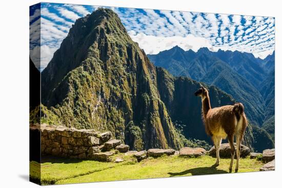 Llama at Machu Picchu, Incas Ruins in the Peruvian Andes at Cuzco Peru-OSTILL-Stretched Canvas