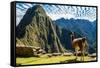 Llama at Machu Picchu, Incas Ruins in the Peruvian Andes at Cuzco Peru-OSTILL-Framed Stretched Canvas