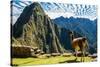 Llama at Machu Picchu, Incas Ruins in the Peruvian Andes at Cuzco Peru-OSTILL-Stretched Canvas