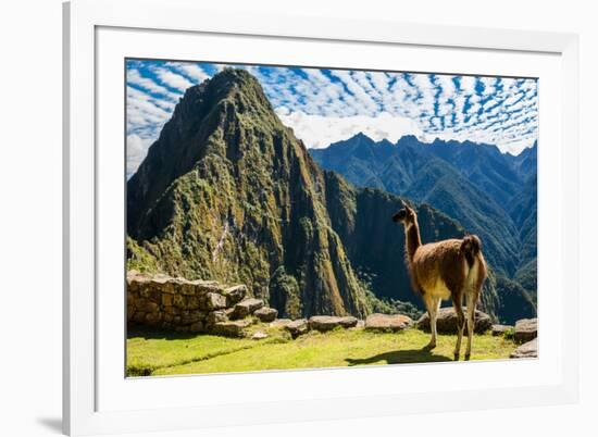 Llama at Machu Picchu, Incas Ruins in the Peruvian Andes at Cuzco Peru-OSTILL-Framed Photographic Print